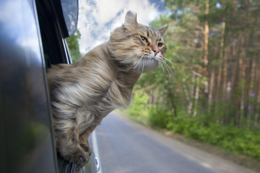 travel with pets